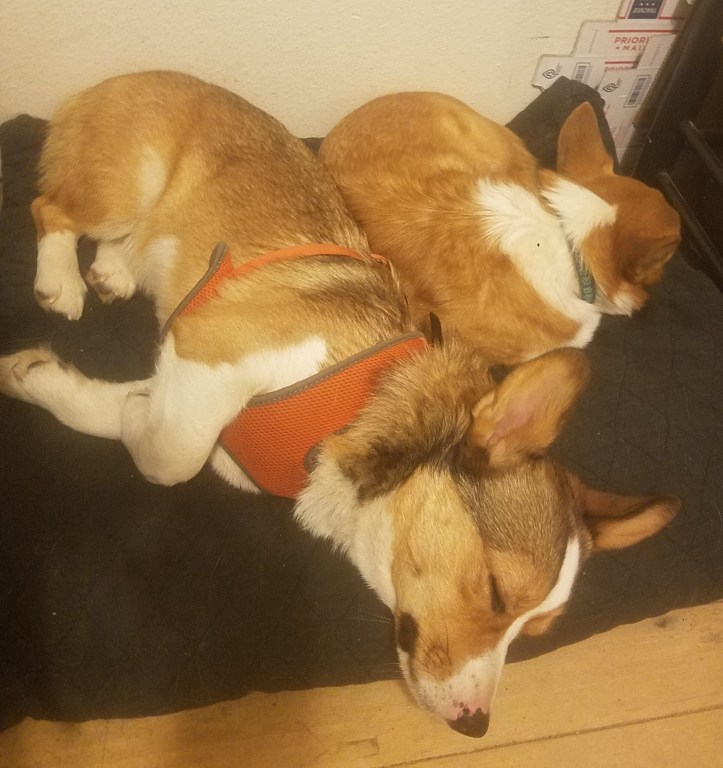 “She’s insufferable with this stupid human game. What’s wrong with tossing a ball. What an embarrassment. We try to sleep through it.”